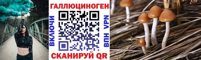 OMG вход  Луховицы  Галлюциногенные грибы Cubensis 